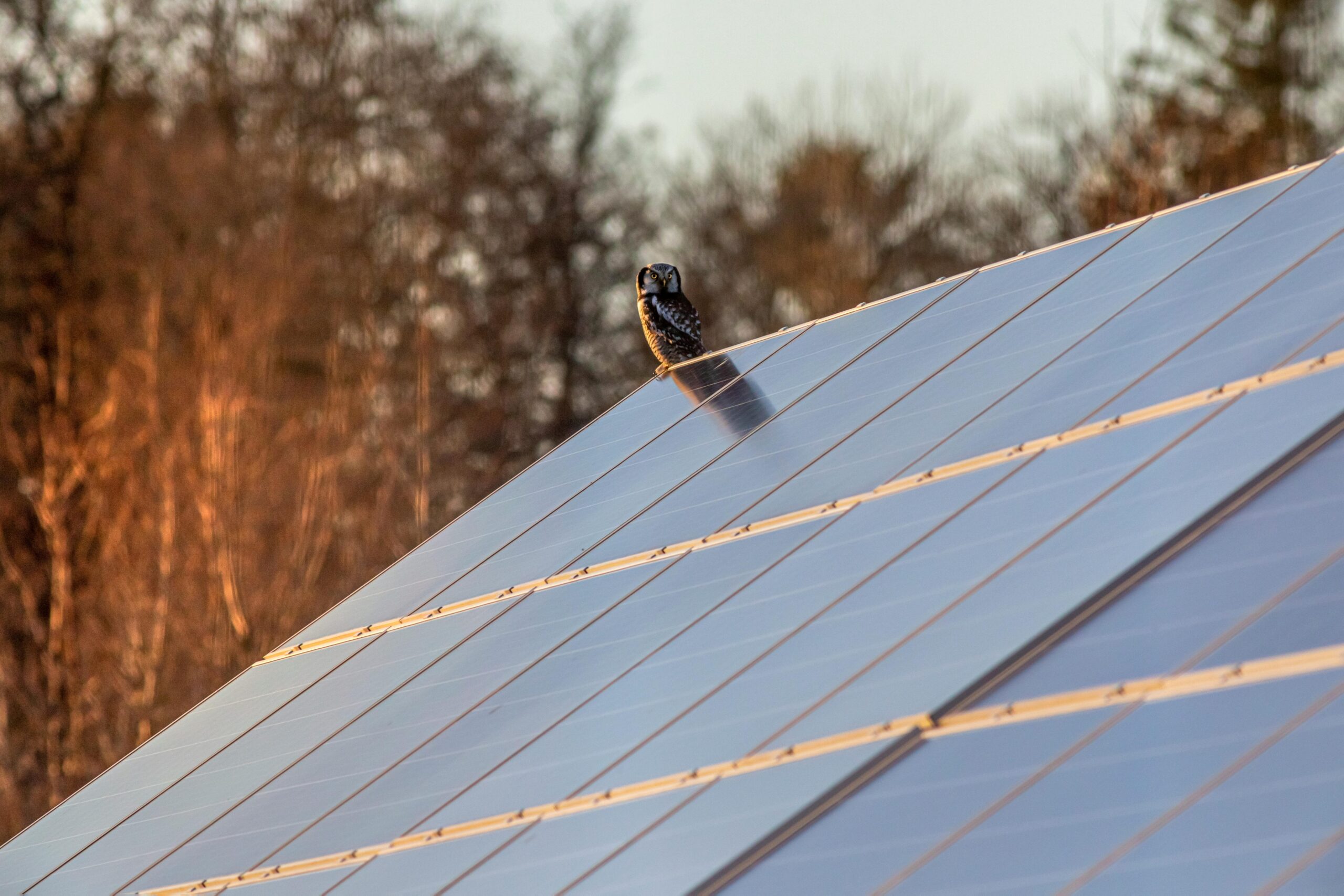 Placas solares en puesta de sol